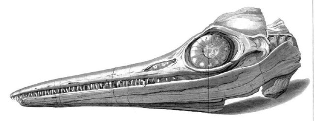 Drawing of the skull of Temnodontosaurus (originally Ichthyosaurus) Platyodon found by Joseph and Mary Anning