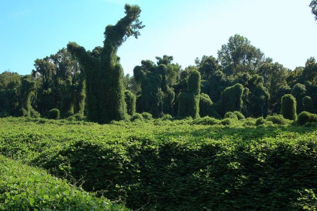 Kudzu covered field near Port Gibson, Mississippi, USA