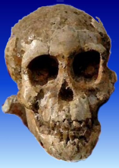 “Selam” (Australopithecus) or DIK 1-1. Photo by Jlorenz1 CC BY-SA 3.0