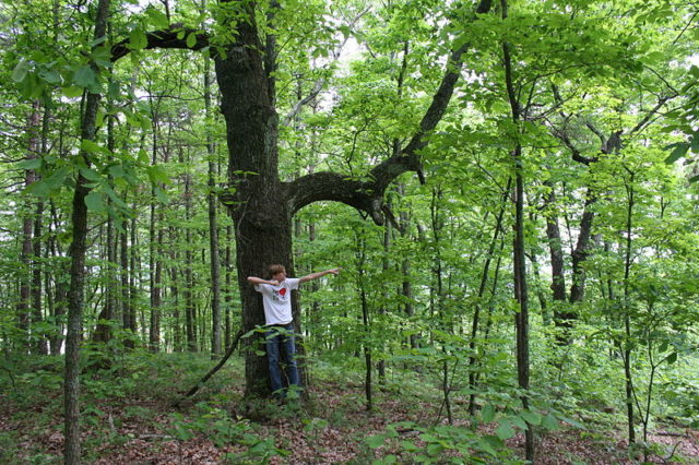 Trail marker tree perspective. Photo Credit