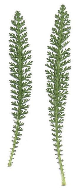 Yarrow leaves