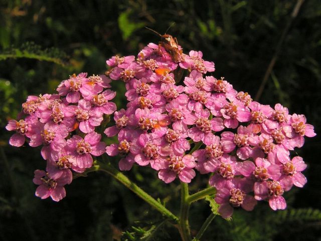 Achillea millefolium cultivar. Photo Credit