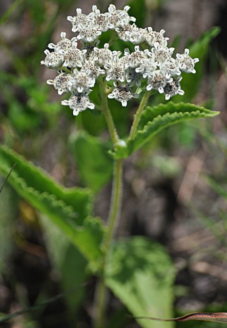 Western Yarrow in Kansas. Photo Credit