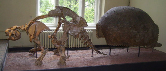 Glyptodon skeleton and shell, Museum for National history, Berlin. Photo Credit