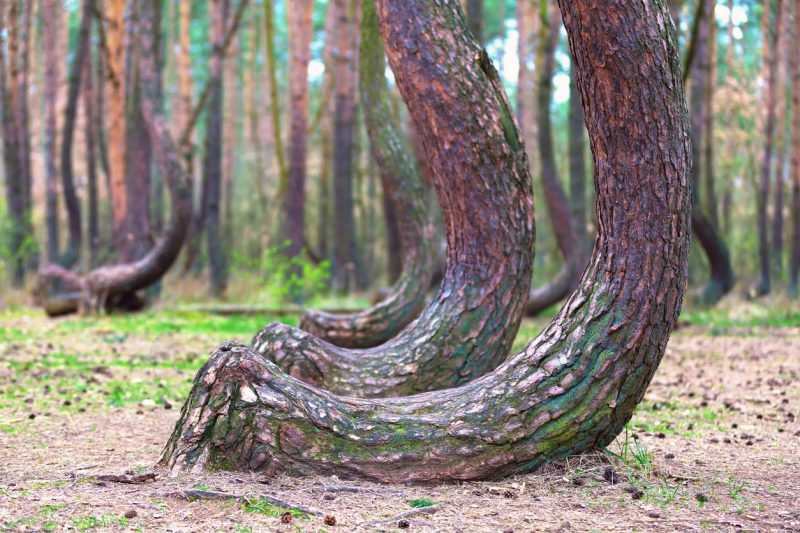 mysterious crooked forest in Gryfino, Poland -