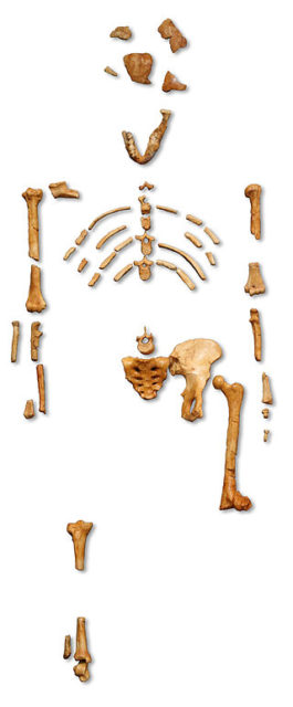 « Lucy » skeleton (AL 288-1) Australopithecus afarensis, cast from Museum national d’histoire naturelle, Paris. Photo Credit