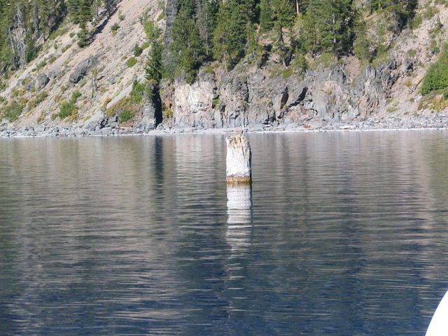 View of the “Old Man,” a piece of driftwood that has been floating in the lake for at least 70 years. The picture was taken 18th September 2005 at Crater Lake National Park – By Llywrch – CC BY-SA 2.5