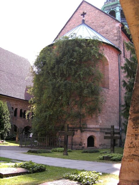 The Rose of Hildesheim climbs on the wall of Hildesheim Cathedral. Photo Credit