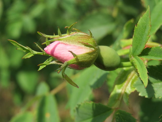 An example of ”Rosa canina”, the same type as the Hildesheim Rose. Photo Credit