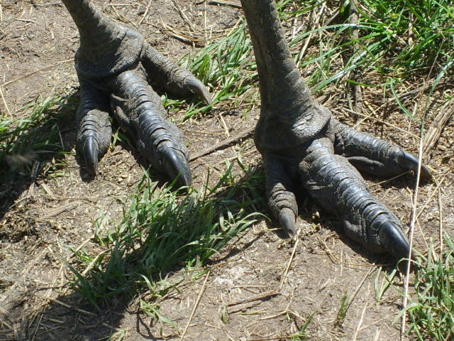 Emus have three toes on each foot, which is their greatest asset in helping them run fast. Author: FunkMonk / CC-BY 3.0