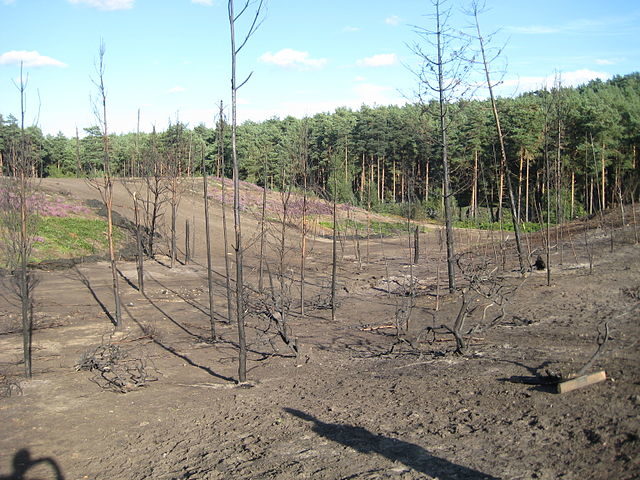 Burnt trees in the Bourne Wood, Surrey at the location of filming for “Snow White and the Huntsman” in August 2011.