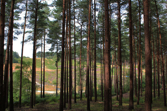 This area of the forest has been used for many films, including “Gladiator,” “Robin Hood,” “Children of Men,” “Band of Brothers,” “Harry Potter,” and more. Author: Tim Sheerman-Chase  CC BY2.0