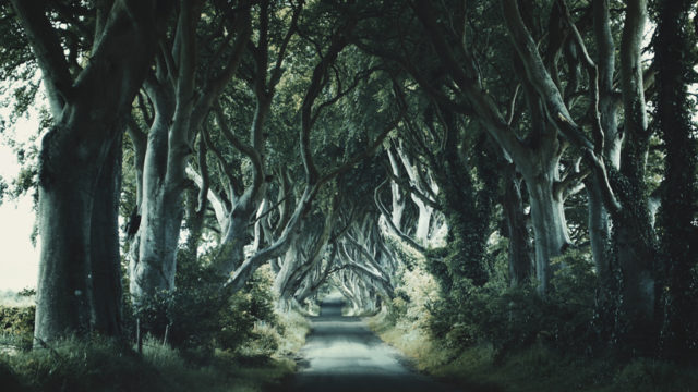 The Dark Hedges is an avenue of beech trees along Bregagh Road between Armoy and Stranocum in County Antrim, Northern Ireland, as well as the King’s Road in “Game of Thrones.” Photo Credit