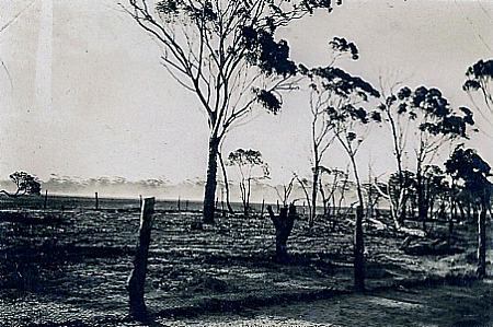 Fallow caused by emus, which cleared land. and additional water supplies, during 1932, prompting the cries for an Emu War.