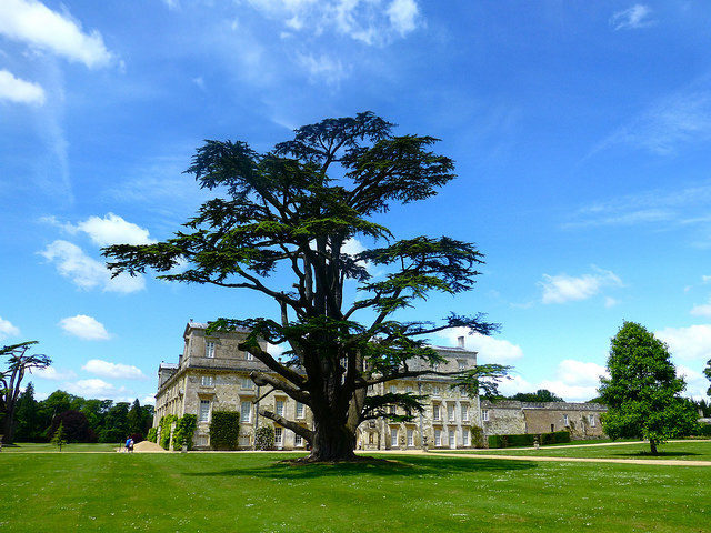 Large old tree in front of the house. Author: Herry Lawford  – CC BY 2.0