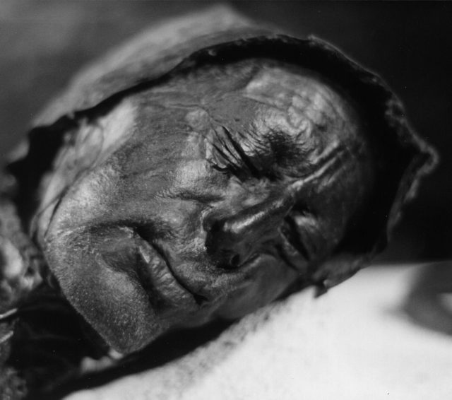 Photo showing the head of bog body Tollund Man, found in 1950 near Tollund, Denmark