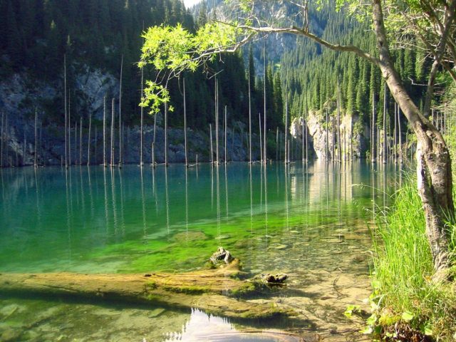 Lake Kaidy in Kolsay Lakes Park. Note the dead spruce trunks rising from the lake. Photo by Jonas Satkauskas, CC BY-SA 2.5