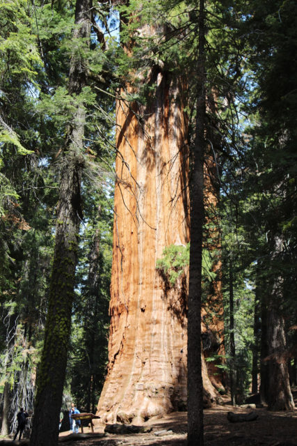 Sequoia: The President in the spotlight. Congress Trail in Giant Forest Grove at Sequoia National Park, California, Photo by David Fulmer, CC BY 2.0