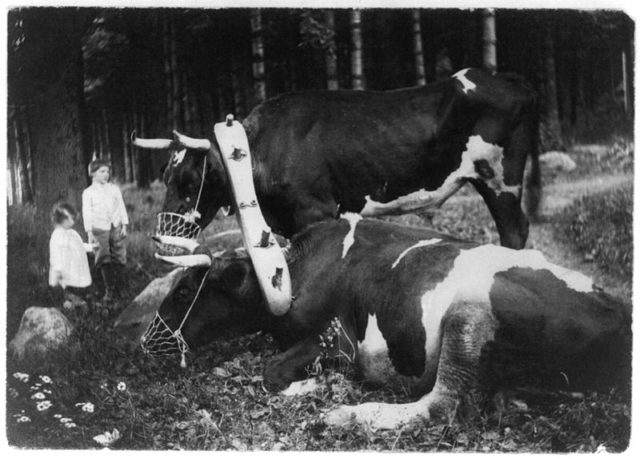 Yoked and Muzzled – Marriage, ca.1915.