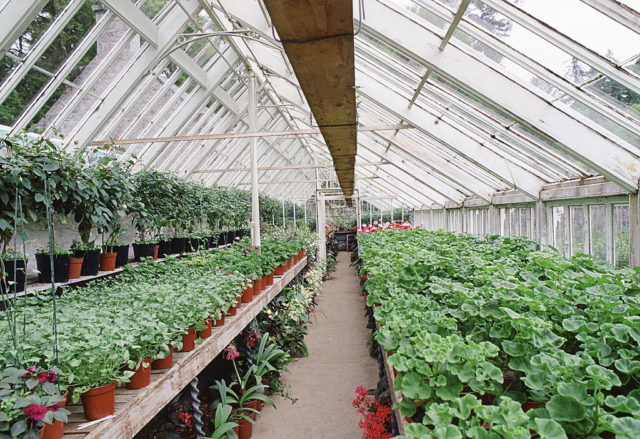 the greenhouses