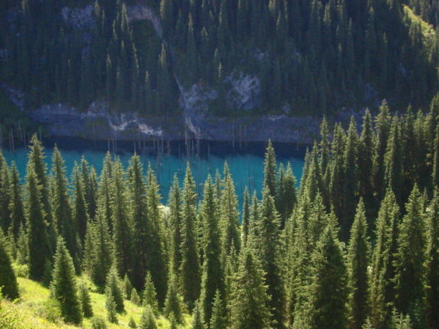 “Picea schrenkiana” forest near Lake Kaindy, Photo by Jonas Satkauskas, satkauskas.com