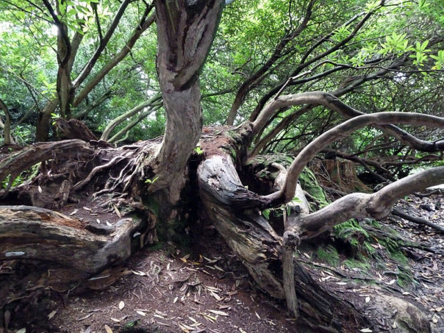 Jungle / The Lost Gardens of Heligan. Photo by Rob Young CC BY-SA 2.0