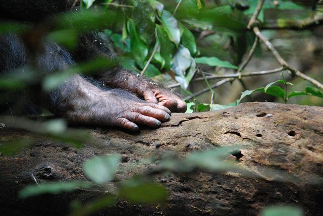 Gombe Stream National Park Author: Roland CC BY 2.0