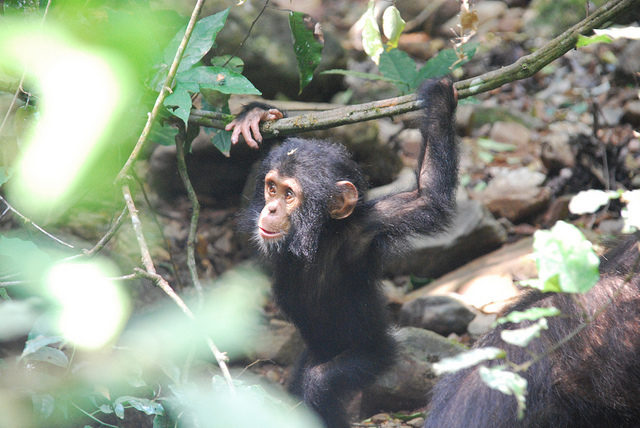 Gombe Stream National Park Author: Roland CC BY 2.0