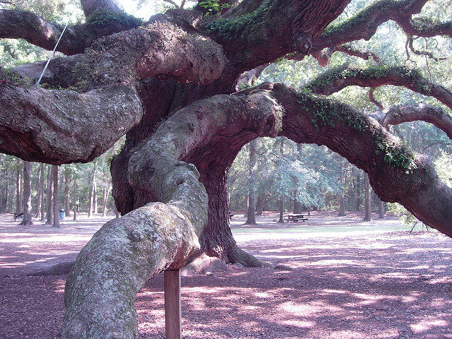 Its longest branch is 187 ft. in length. Photo by Mark Brennan, CC BY-SA 2.0 / Flickr.
