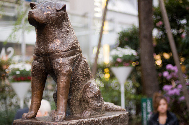 Hachikō bronze statue just outside Shibuya train station. Author, Jared Goralnick, CC BY-ND 2.0