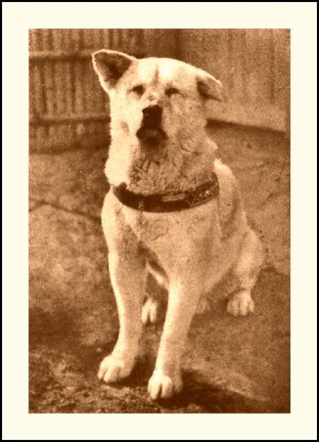 Hachikō (10 November 1923 – 8 March 1935 ) – Known for waiting perseveringly for the return of his deceased owner for more than nine years. Photo by Ken Lig / JUST SHOOT IT! Photography CC BY 2.0