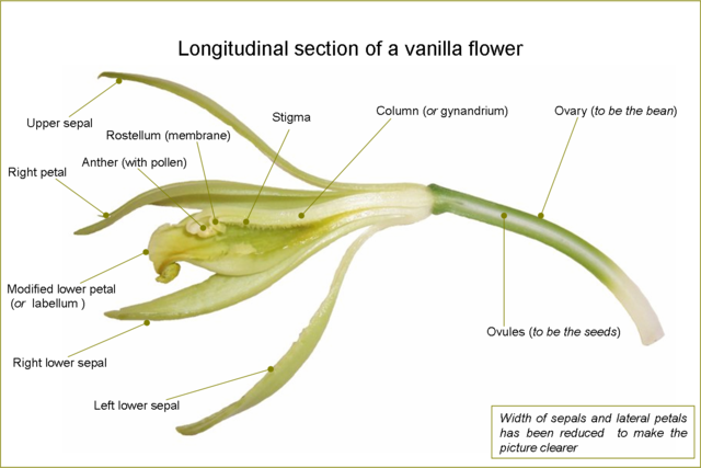 V. planifolia — flower. Author B.navez, CC BY-SA 3.0