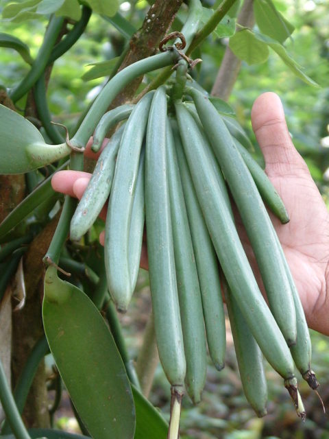 Vanilla beans grown in the plantations of Kerala, India. Author, Sunil Elias, CC BY-SA 3.0
