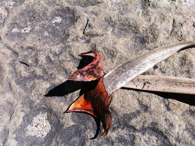 Dracaena draco leaves showing dragon’s blood pigment at the base. The red pigment, called “dragon’s blood,” is said to have been used on Stradivarius violins. Photographed in the gardens of Lotusland—in Montecito, near Santa Barbara in southern California. Author: Sharktopus. CC BY-SA 3.0