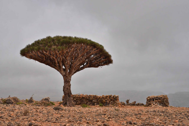 Dragon’s Blood Tree Author Rod Waddington. CC by 2.0