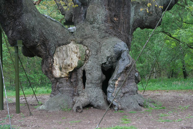 Major Oak Author: Kate Jewell CC BY-SA 2.0