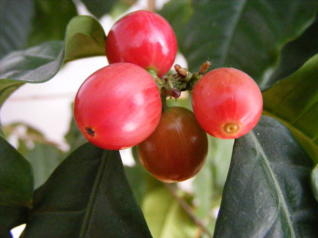 Coffee berries Author: Stanislaw SzydloStanislaw SzydloCoffee berriesCC BY-SA 3.0