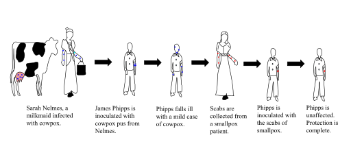The steps taken by Edward Jenner to create vaccination, the first vaccine for smallpox. Jenner did this by inoculating James Phipps with cowpox, a virus similar to smallpox, to create immunity, unlike variolation, which used smallpox to create an immunity to itself.