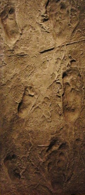 Laetoli footprints, replica. Exhibit in the National Museum of Nature and Science, Tokyo, Japan. Photo by Momotarou2012, CC BY-SA 3.0