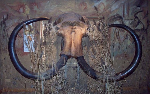 Woolly mammoth skull discovered by fishermen in the North Sea, at the Celtic and Prehistoric Museum, Ireland. Photo by Omigos CC BY-SA 3.0