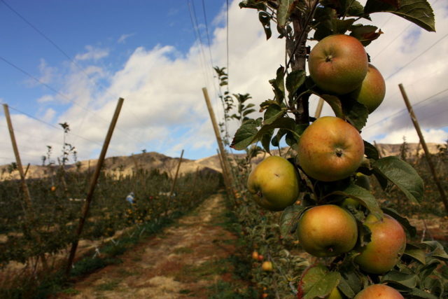 A variety called the “Johnny Appleseed” is similar to these Albemarle Pippins, good for baking and applesauce. Author: Leslie Seaton CC BY 2.0