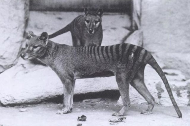 Pair of Thylacines: a male and female, received from Dr. Goding in 1902.