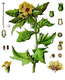 Henbane