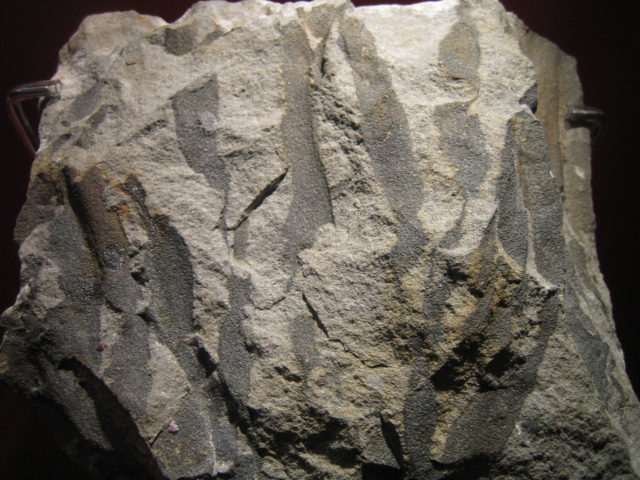 Eospermatopteris erianus fossil roots Author: Eduard Solà CC BY-SA 3.0