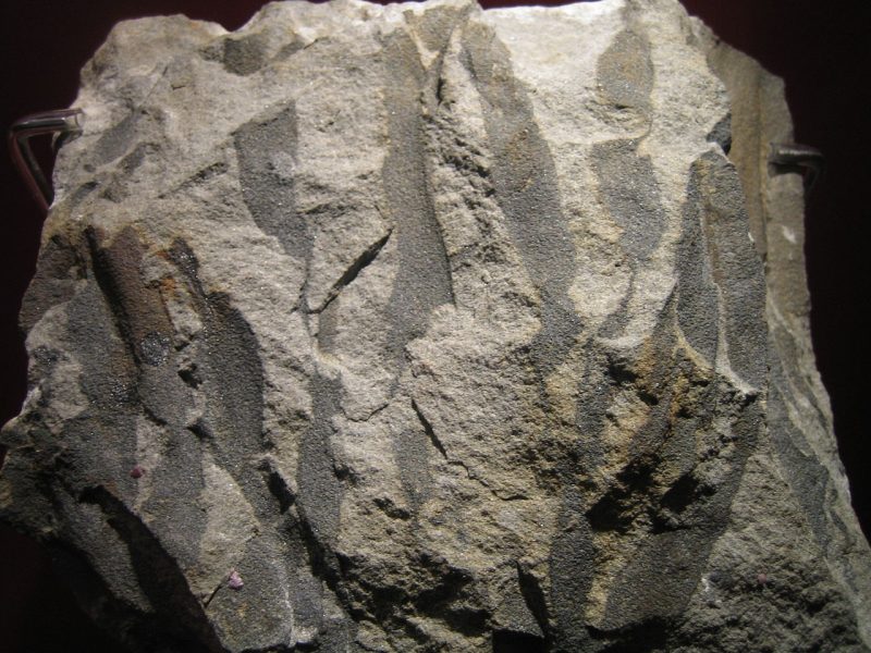 New study shows Earth's first trees had a more complex structure than