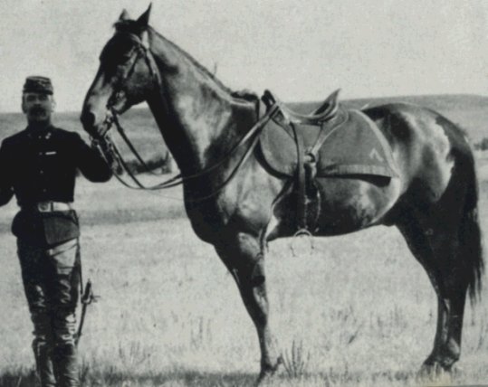 Comanche in Fort Riley