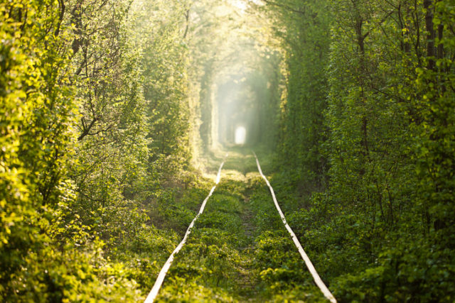 Natural tunnel of love formed by trees in Ukraine, Klevan.