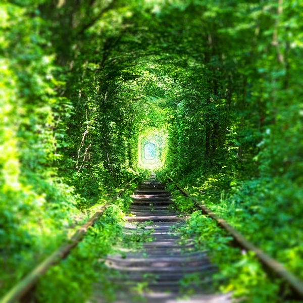 Natural tunnel of love formed by trees