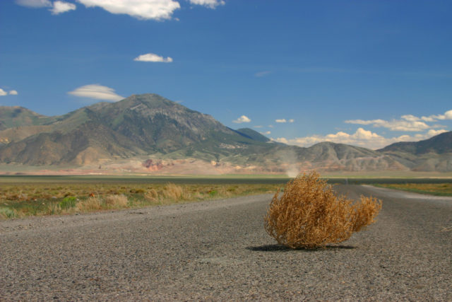 Tumbleweeds. Herbaceous plant in steppe and desert.