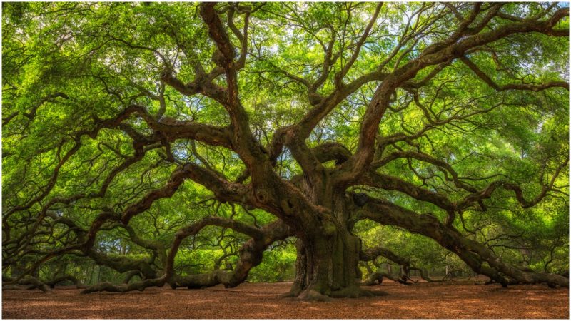 big old oak tree